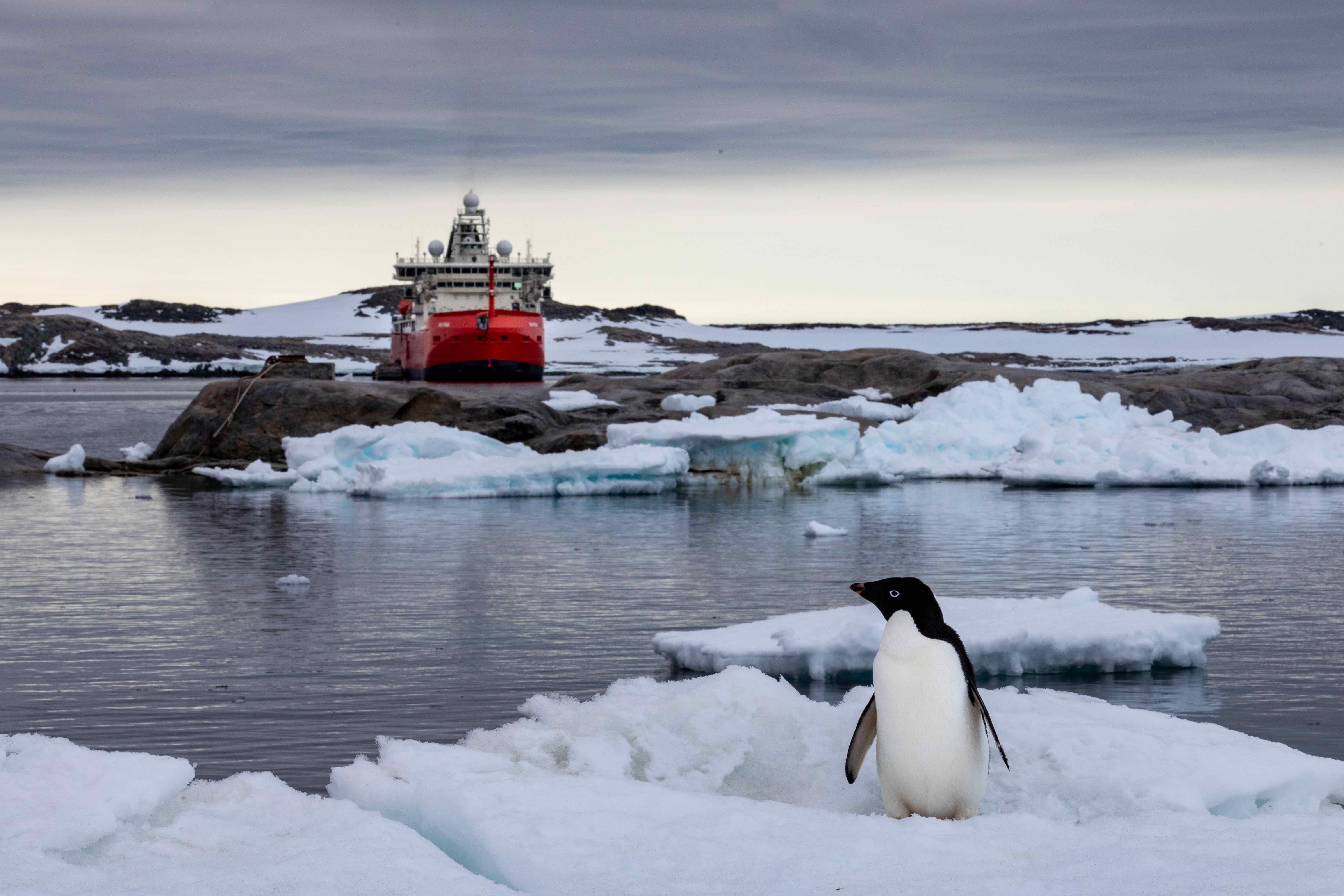 RSV Nuyina in Antarctica | Photo: Pete Harmsen